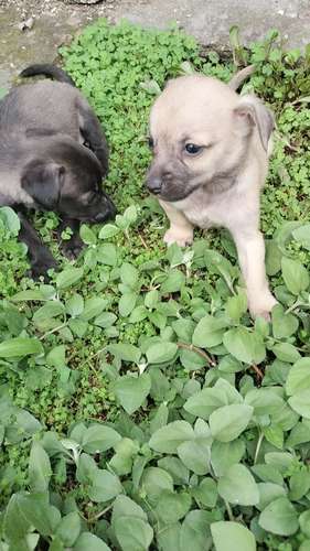 chihuahuas miny machos - Imagen 3