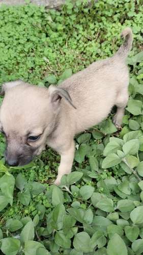 chihuahuas miny machos - Imagen 6