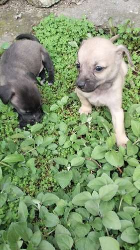 chihuahuas miny machos - Imagen 4