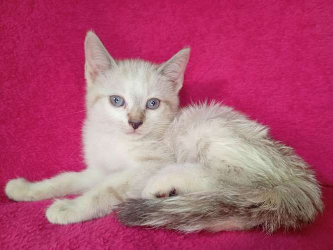 Hermosos gatitos siamés 