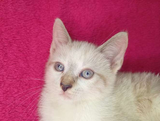 Hermosos gatitos siamés 