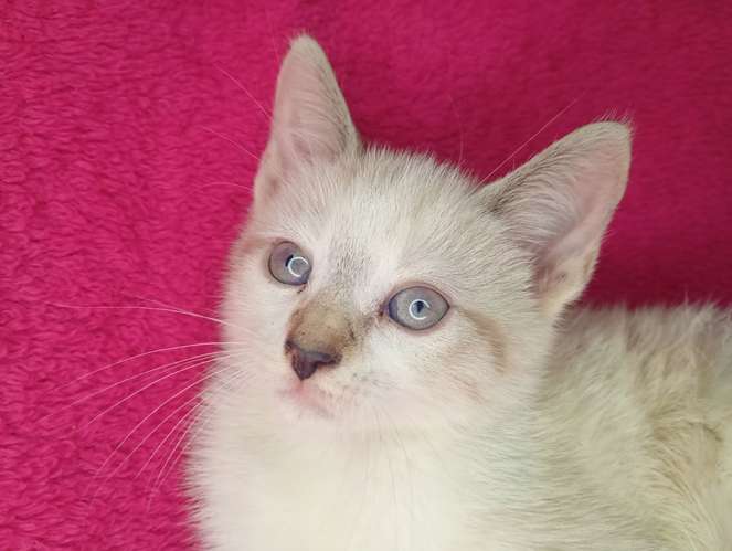 Hermosos gatitos siamés 