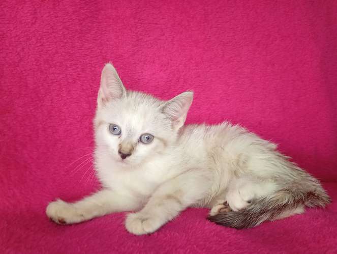 Hermosos gatitos siamés 