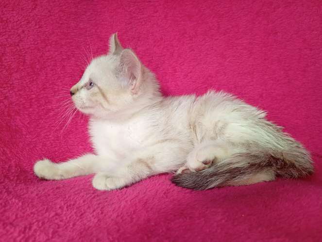 Hermosos gatitos siamés 