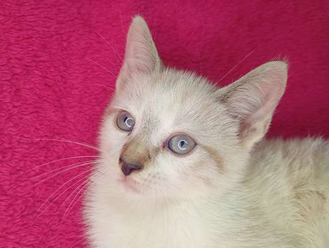 Hermosos gatitos siamés 