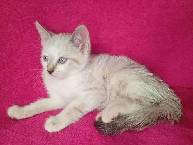 Hermosos gatitos siamés 
