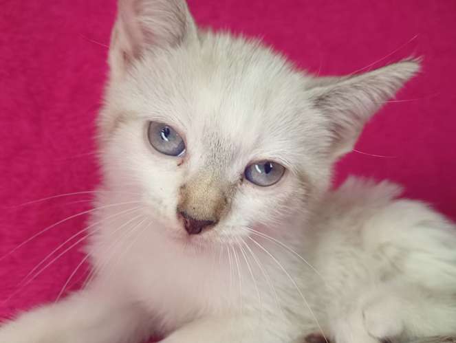 Hermosos gatitos siamés 