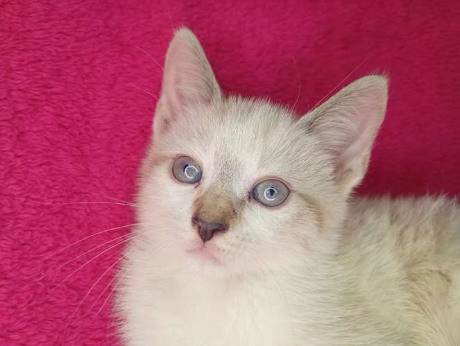 Hermosos gatitos siamés 