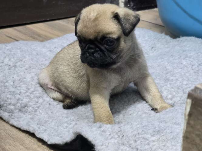 Pug macho 