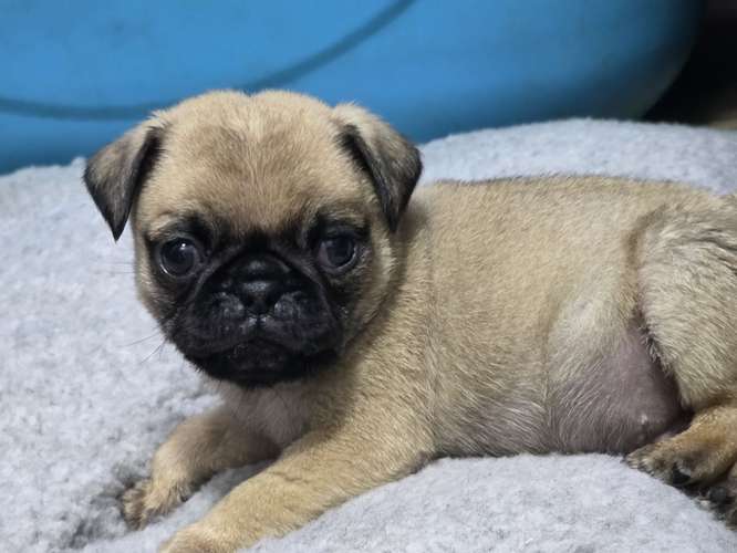 Pug macho  - Imagen 3