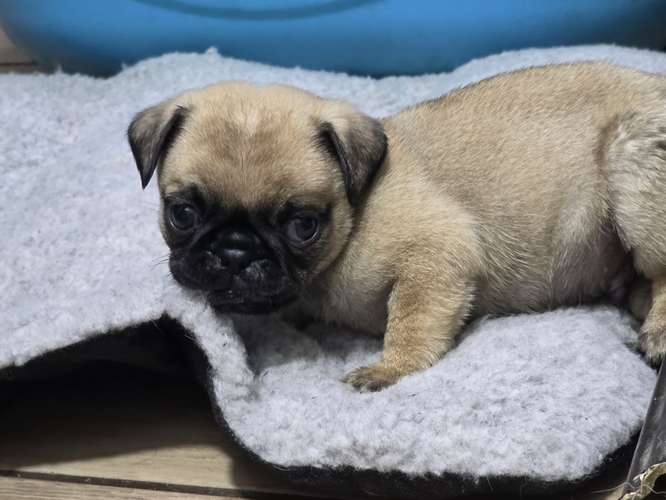 Pug macho  - Imagen 2