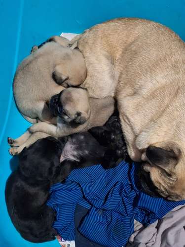 Pug macho  - Imagen 5