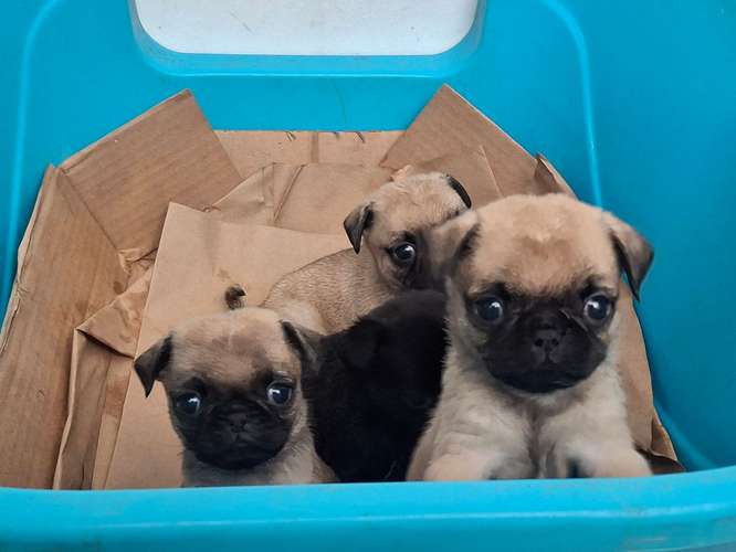 Pug macho  - Imagen 4