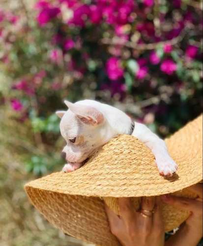 Chihuahua mini cabeza de manzana 