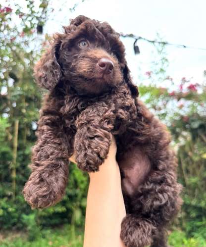 Hermoso Caniche Toy 