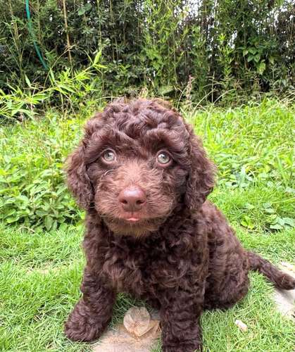 Hermoso Caniche Toy 