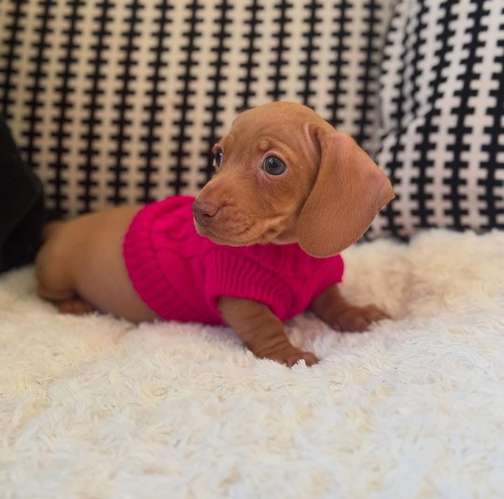 Hermosa Dachshund Salchicha