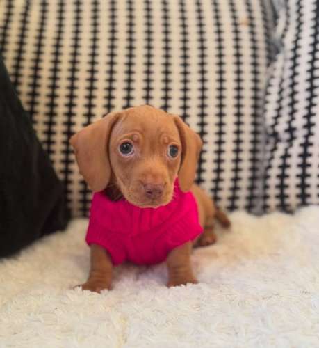 Hermosa Dachshund Salchicha - Imagen 2