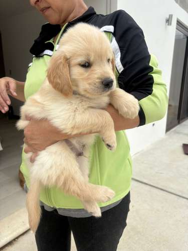 Golden Retriever  - Imagen 4
