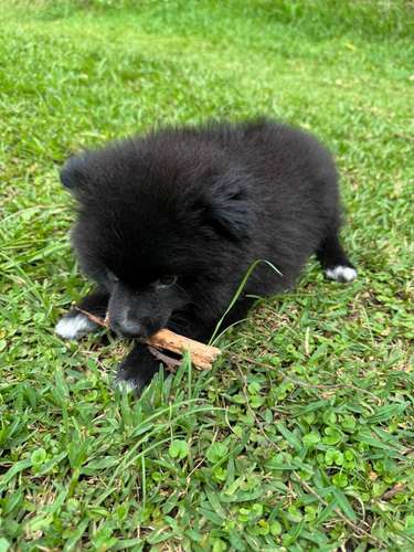Disponibilidad exclusiva de cachorros Pomerania 