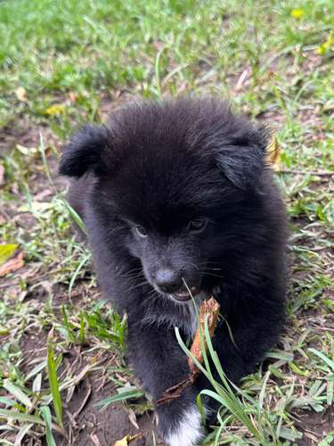 Disponibilidad exclusiva de cachorros Pomerania  - Imagen 3