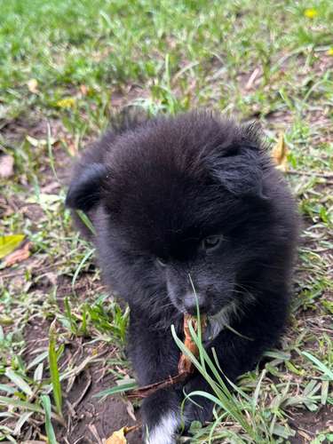 Disponibilidad exclusiva de cachorros Pomerania  - Imagen 2