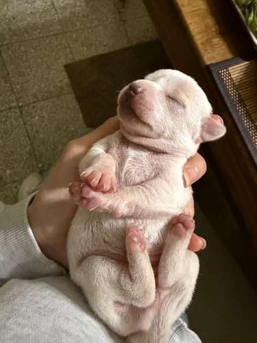 Vendo perros chihuahuas  - Imagen 2