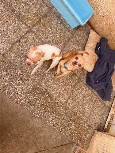 Vendo perros chihuahuas  - Imagen 5