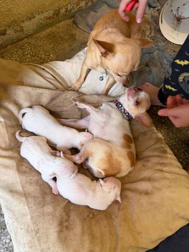 Vendo perros chihuahuas  - Imagen 1