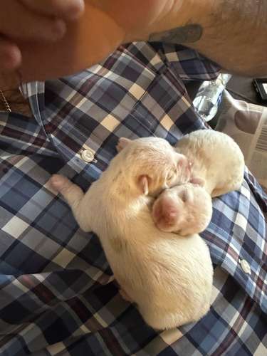 Vendo perros chihuahuas  - Imagen 4