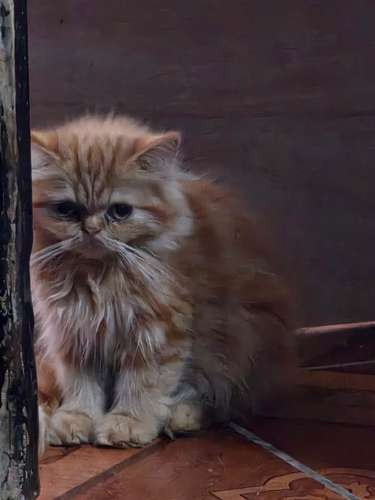 Gata persa 
