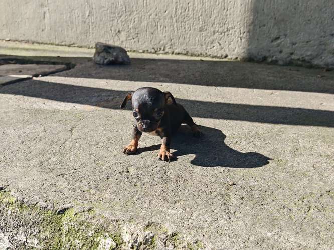 Chihuahua mini toy 