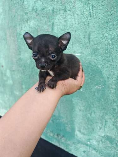 Chihuahua mini toy  - Imagen 2