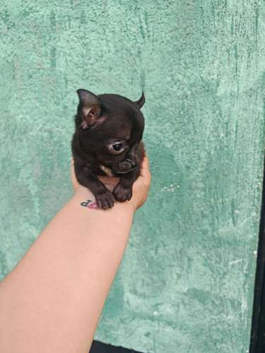 Chihuahua mini toy  - Imagen 3