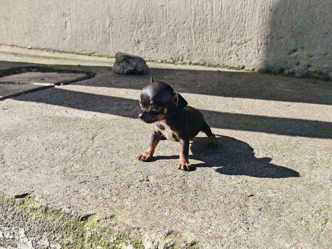 Chihuahua mini toy 