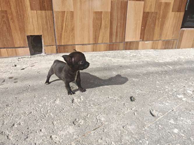Chihuahua mini toy  - Imagen 4