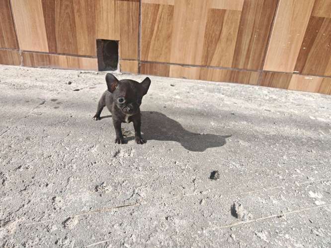 Chihuahua mini toy  - Imagen 5