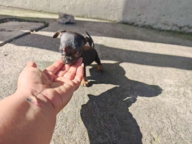 Chihuahua mini toy 