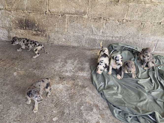 Hermosos Perros Grandanes