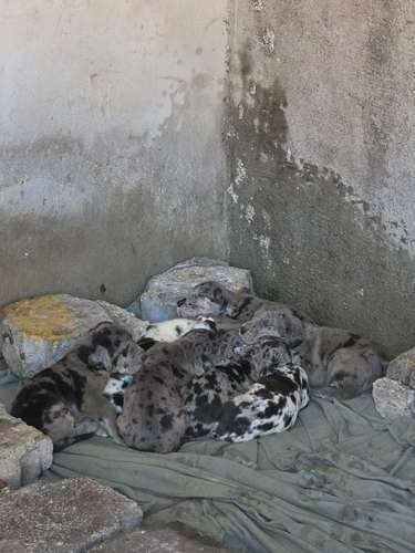 Hermosos Perros Grandanes