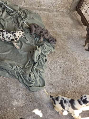 Hermosos Perros Grandanes