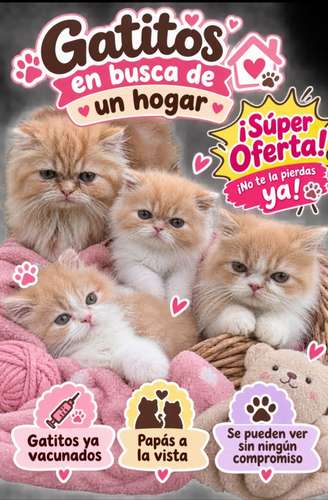 Gato persa 
