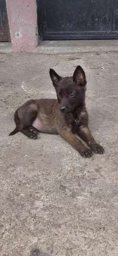 Pastor Belga Malinois  - Imagen 2