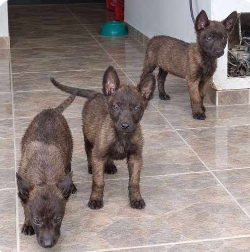 Pastor Belga Malinois  - Imagen 3