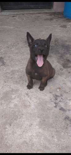Pastor Belga Malinois  - Imagen 1