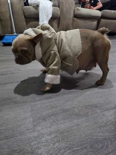 Hermosos Bulldogs Frances 