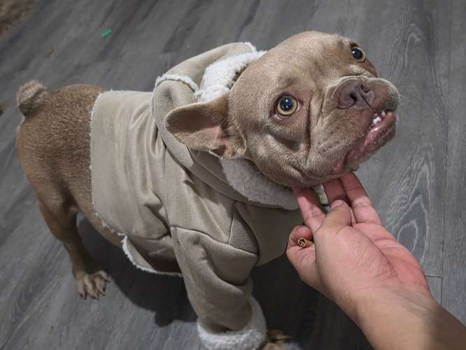 Hermosos Bulldogs Frances 