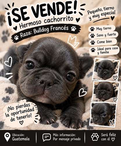 Hermosos Bulldogs Frances 