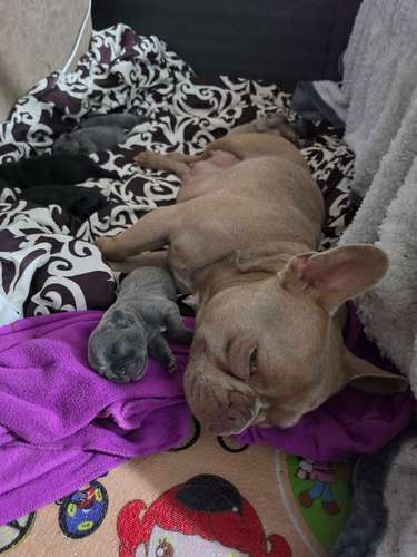 Hermosos Bulldogs Frances 