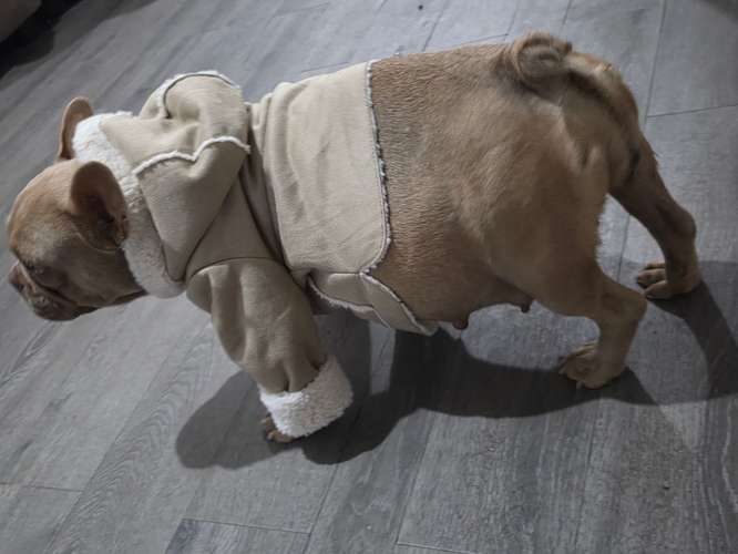 Hermosos Bulldogs Frances 